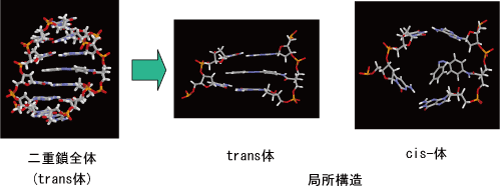 アゾベンゼン導入DNA二重鎖の構造