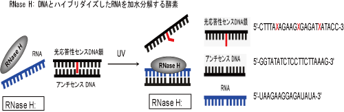 RNase Hによるm-RNA切断の光制御アゾベンゼン導入