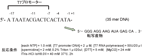 アゾベンゼン導入DNAを用いたT7-RNAポリメラーゼによる転写反応の光制御2